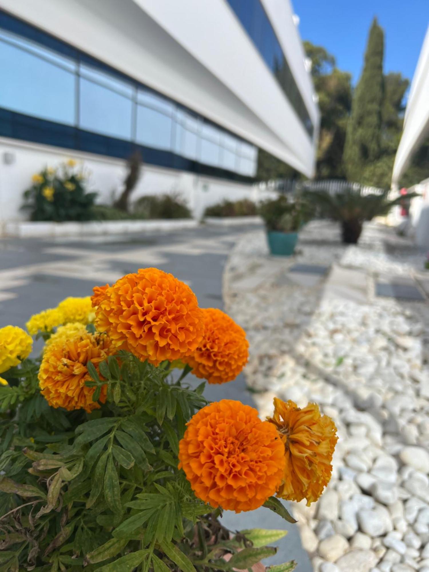 Ancla Real Apartamentos Loft El Puerto de Santa María Dış mekan fotoğraf